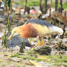Burung lovebird menjadi salah satu jenis burung yang tidak pernah kehabisan penggemar setia. Burung Indonesia Blekok Sawah Merupakan Burung Air Yang Biasa Hidup Di Sekitar Sawah Atau Daerah Berair Serta Berlumpur Lainnya Selagi Mencari Makan Ia Juga Membantu Penyerbukan Berbagai Jenis Tumbuhan Sayangnya Habitat