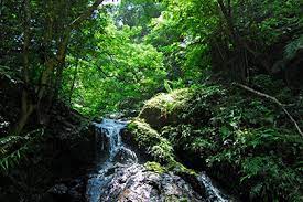 Forest of yambaru national park.okinawa.japan やんばる国立. Yambaru National Park Moe