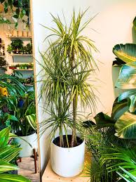 Image result for dracaena