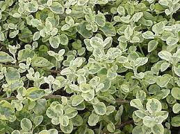 Image result for Helichrysum ellipticifolium