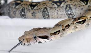 Largest online selection of captive bred reptile pets including pythons, boas, colubrids, lizards, as well as amphibians and invertebrates. Caring For Your Pet Boa Constrictor Kee S Aquarium Pets