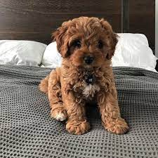 Golden Doodle Cute Dogs Breeds Cavapoo Puppies Cute Puppies