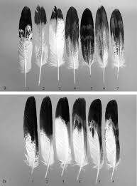 Dawn kish to provide native americans with a legal pipeline for feathers, the government established the national eagle repository , which is housed today just outside of denver, and federal agencies were ordered to send all dead and. Thinking About Feathers Adaptations Of Golden Eagle Rectrices