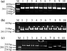 Image result for Vigna multinervis