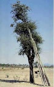 Image result for Balanitaceae