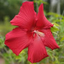 Image result for Hibiscus noldeae