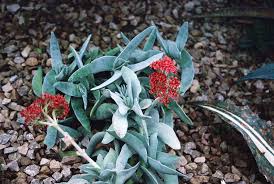Image result for Crassula perfoliata
