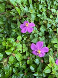 Image result for Heterotis rotundifolia