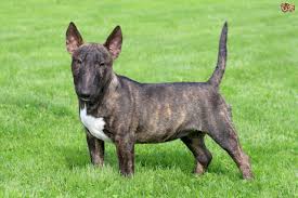 Check spelling or type a new query. English Bull Terrier Dog Breed Facts Highlights Buying Advice Pets4homes