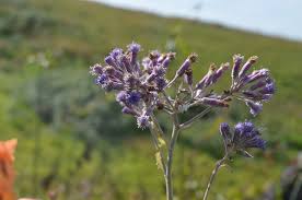 Image result for Senecio purpureus