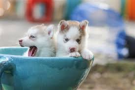 Deal of the day pets maybe featured anywhere on the web site and not limited to this page. Get To Know Some Characteristic Features Of Mini Husky Dogs Pet Ponder