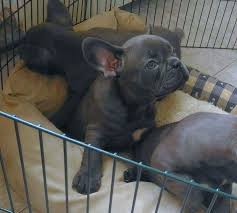 We have many years of experience breeding and raising french bulldogs. Litter Of 4 French Bulldog Puppies For Sale In Orlando Fl Adn 26792 On Puppyfinder Com Gender Male S French Bulldog Puppies Bulldog Puppies Puppies For Sale
