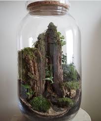 Pin By Randy Burgess On Pickle Pine Mini Garden Terrarium Garden Terrarium