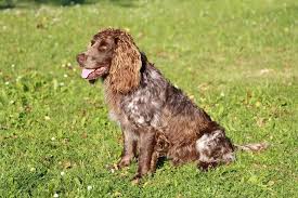 Image result for německý křepelák postava