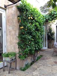The trees are equally remarkable. Image Result For Espalier Lemon Tree Wall Vertical Garden Design Backyard Garden Design Vertical Garden