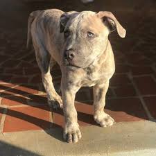 Smokey Pitbull Pupvote World S Biggest Pet Contest Come To Participate In Worldwide Pet Photo Cont In 2020 Pitbulls Blue Brindle Pitbull Red Nose Pitbull Puppies
