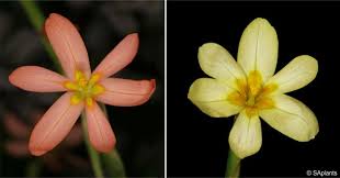 Image result for Moraea clavata