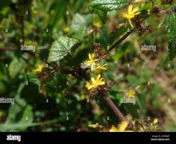 Image result for Triumfetta annua