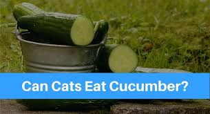 There's a new type of cat video taking the internet by storm: Can Cats Eat Cucumber