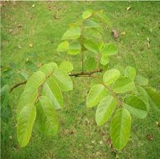 Image result for Phyllanthus muellerianus