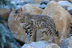 The silver color gene whitens. The Bengal Breed