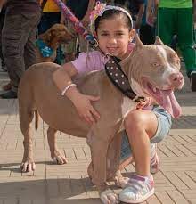 How To Raise Your Pit Bull To Be Less Aggressive Pethelpful