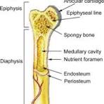 Metaphysis - an overview | ScienceDirect Topics