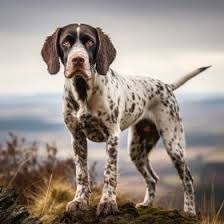 Image result for auvergneský ohař