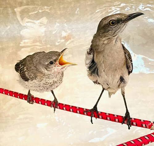 To Raise a Mockingbird | California Wildlife Center