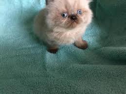 Adopting a cat from himalayan rescue or a shelter. Turquoise Eyes Persian Himalayan Kittens In Brooklyn 4897644518 Oodle Classifieds