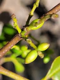 Image result for Helixanthera schizocalyx