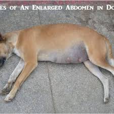 Surgical treatment remains the treatment of choice for cats and dogs diagnosed with intestinal tumors who are in otherwise good health. 15 Potential Causes Of Abdominal Enlargement In Dogs Pethelpful