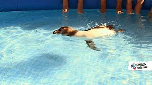 Another gif shows a different child swimming in a pool, shooting out diarrhea. Swim Training Gifs Get The Best Gif On Giphy