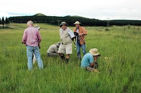 Image result for Disa welwitschii