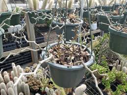 Image result for Persicaria madagascariensis