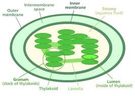Color each part of the cell its designated color. Biology For Kids Plant Cell Chloroplasts