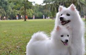 Have you found the perfect japanese name for your male cat? Japanese Names For Dogs Male And Female Over 60