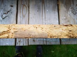 Image result for site:byggahus.se insektsangrepp