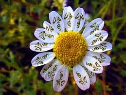 Download and use 100,000+ beautiful flowers stock photos for free. Pretty Flower Unique Flowers Unusual Flowers Beautiful Flowers Photos