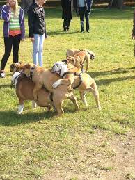 Hmm...dog orgy? lol | Real dog, Cute puppies, Bulldog