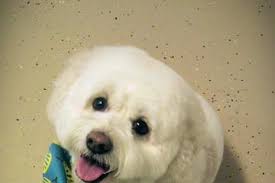 Directory of Dog Grooming in Holly, MI