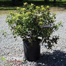 Image result for Escallonia