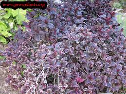 Image result for Pseuderanthemum