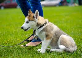 If you're wondering how to walk a puppy for the first time, the secret answer is that your puppy's first outdoor walk should be preceded by plenty of indoor practice and leash training during those weeks when they're not fully vaccinated and unable to socialize outdoors. Your Puppy S First Dog Walk