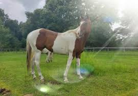 23740 e hwy 314, salt springs, fl 32134. Florida Horseback Trail Riding
