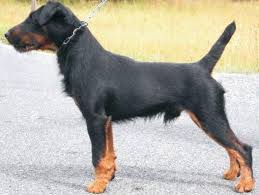 Image result for jagdteriér