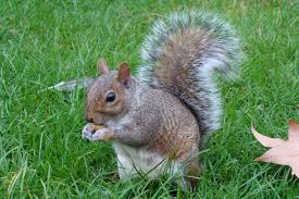 Image result for squirrel