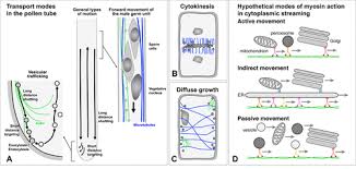 Plant cell ideal model labeled. Navigating The Plant Cell Intracellular Transport Logistics In The Green Kingdom Molecular Biology Of The Cell