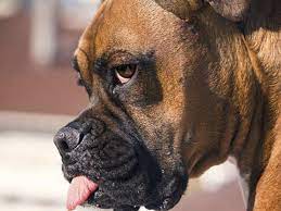 What Causes Dog Seizures And Tremors The Difference Between Seizures And Tremors In Dogs Petmd