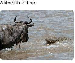 A Literal Thirst Trap Memes Video Gifs Literal Memes Thirst Memes Trap Memes